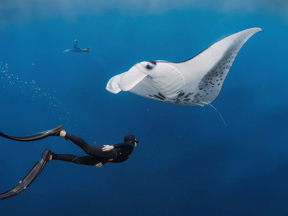 A freediver descending on a single breath beside a manta ray in open blue water