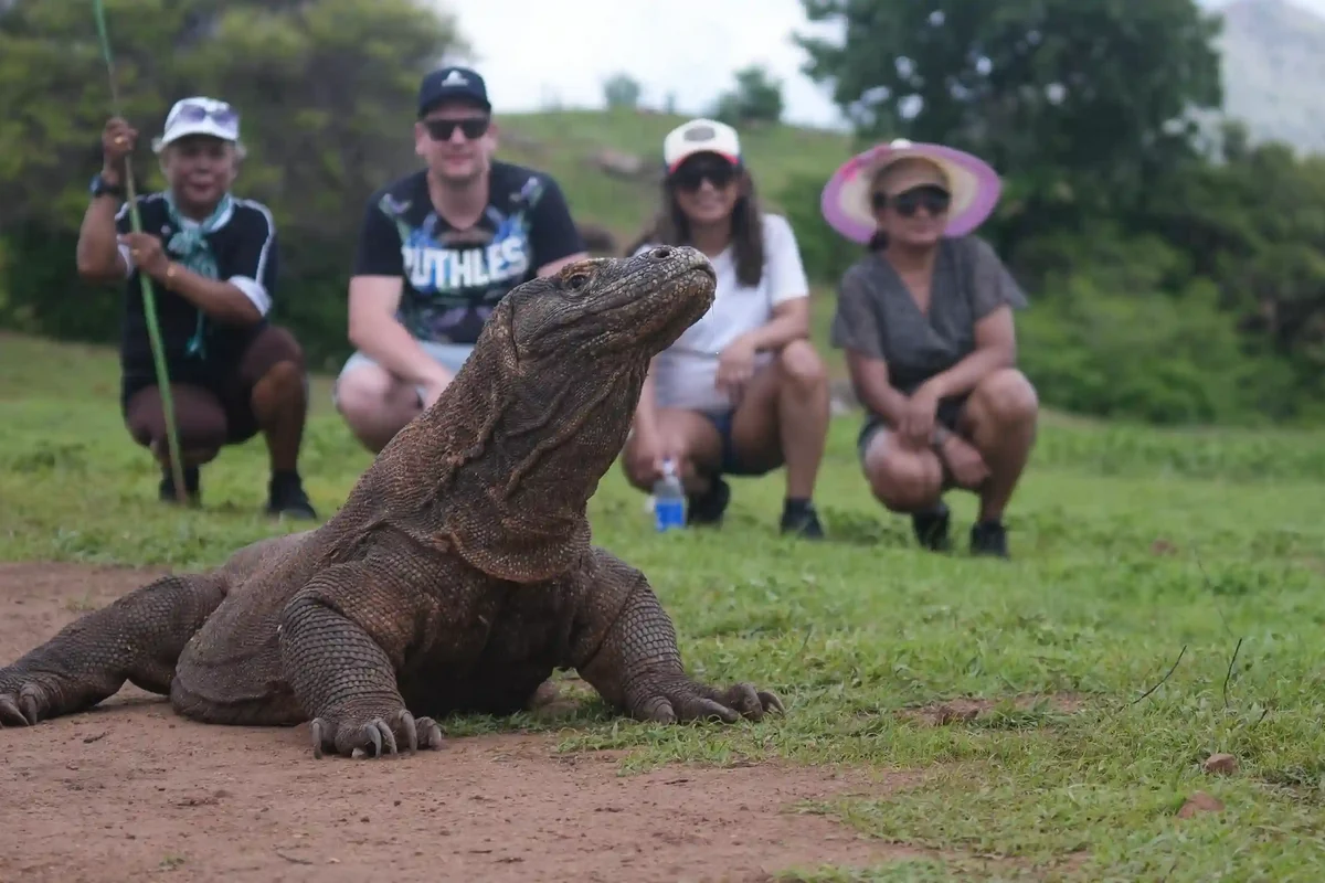 Visitors standing behind a ranger as a Komodo dragon crosses the path