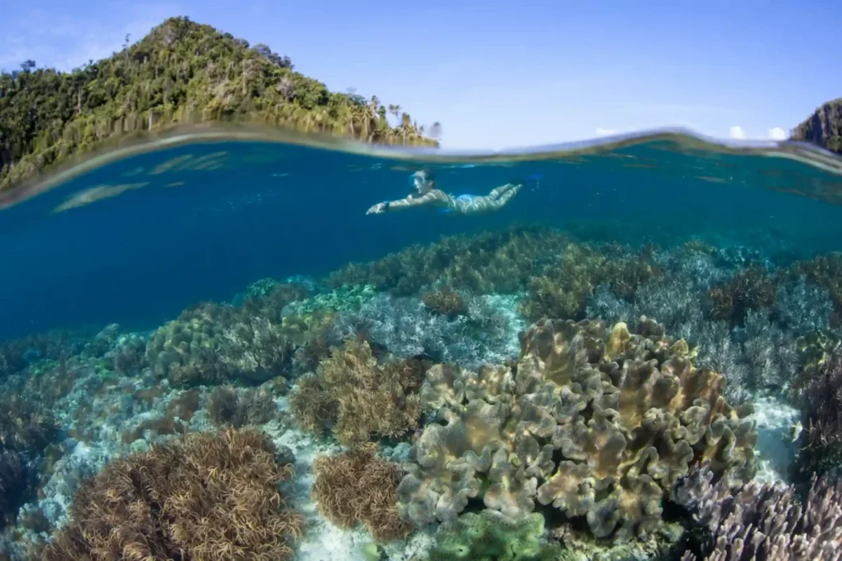 Split-level view of a shallow coral reef and the island above the surface