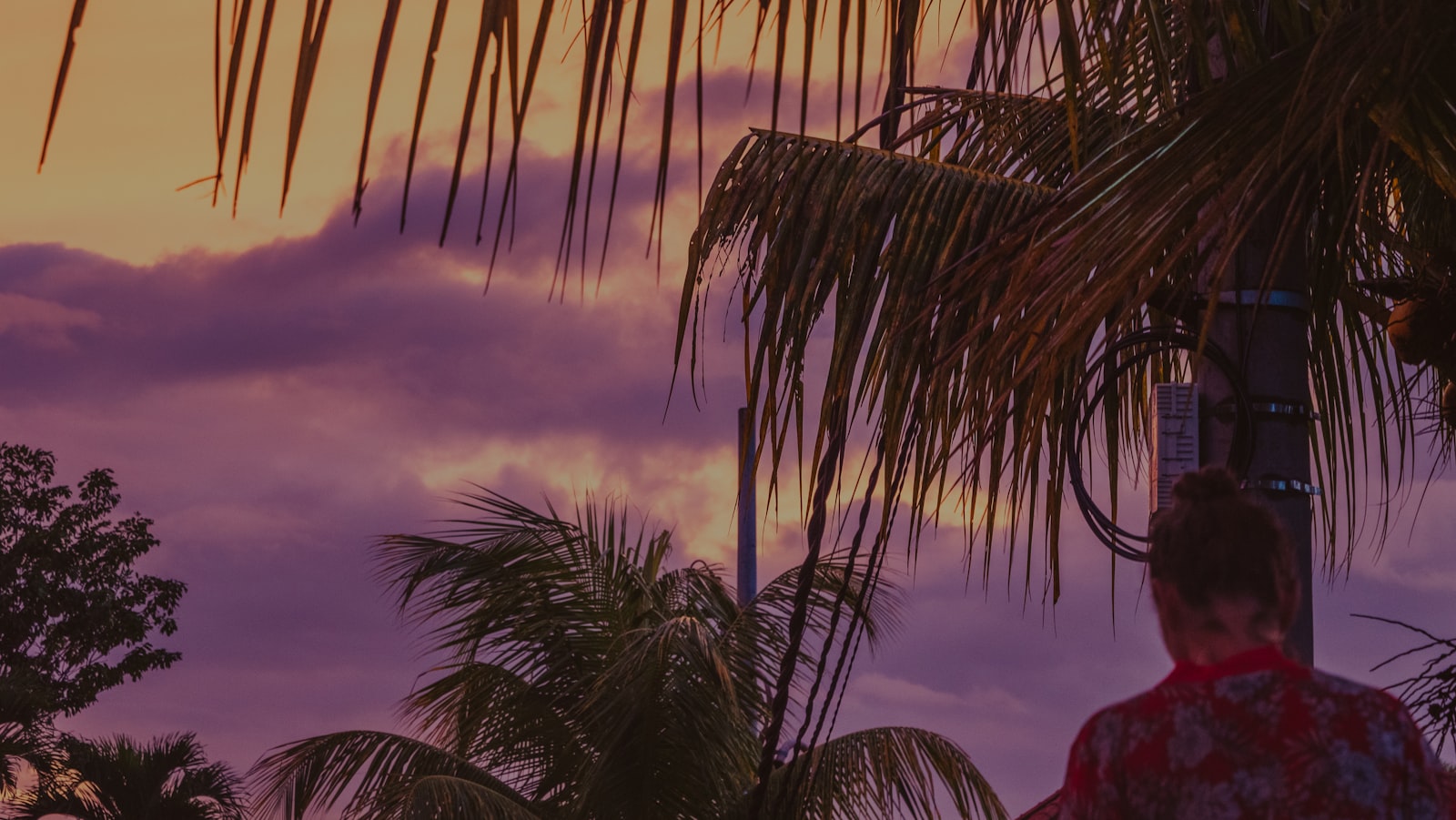 Sunset over a tropical scene with palm trees.
