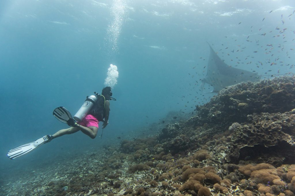 Coral Reefs & Blue-Mind Wellness in Komodo