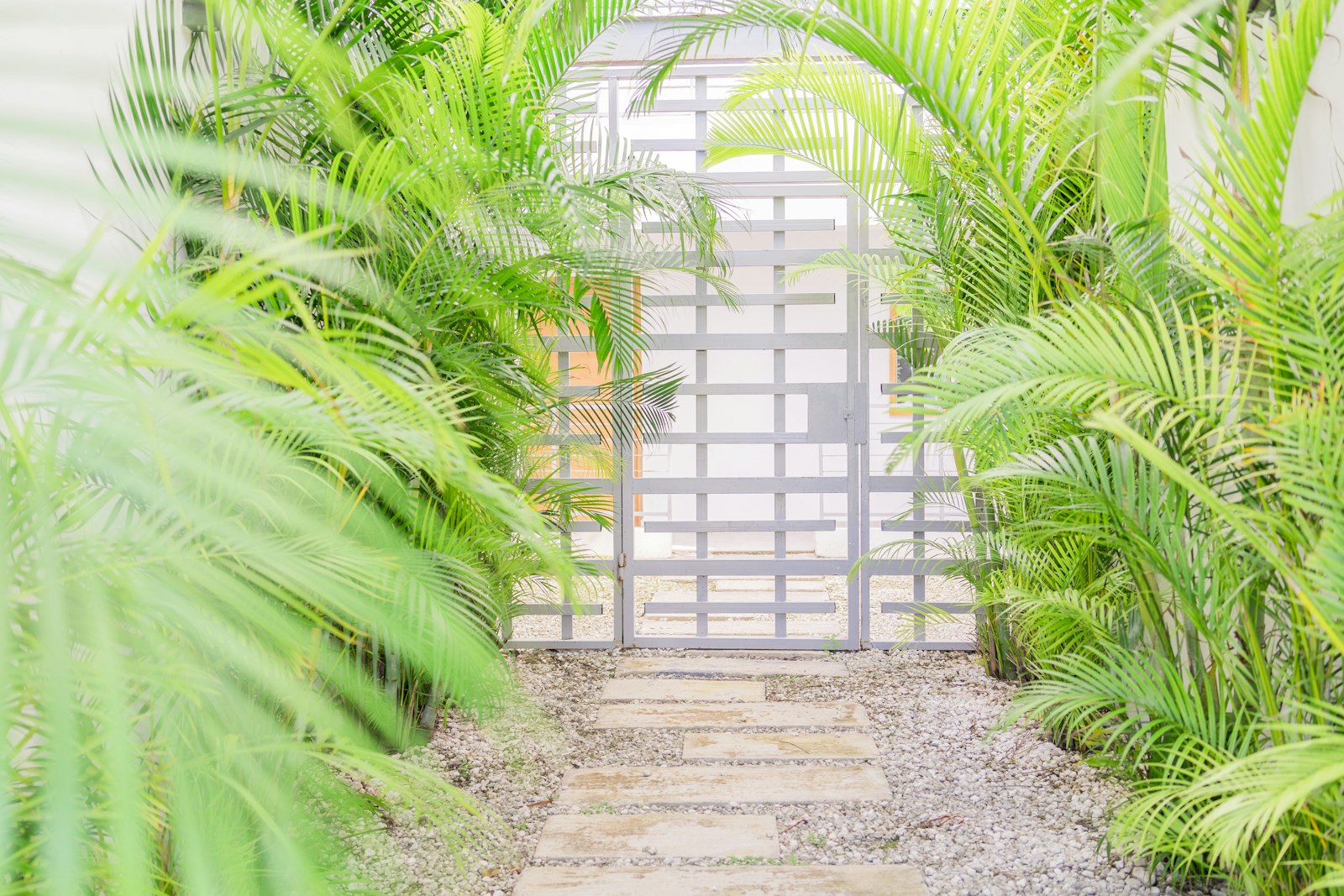 A garden with lots of green plants and a gate