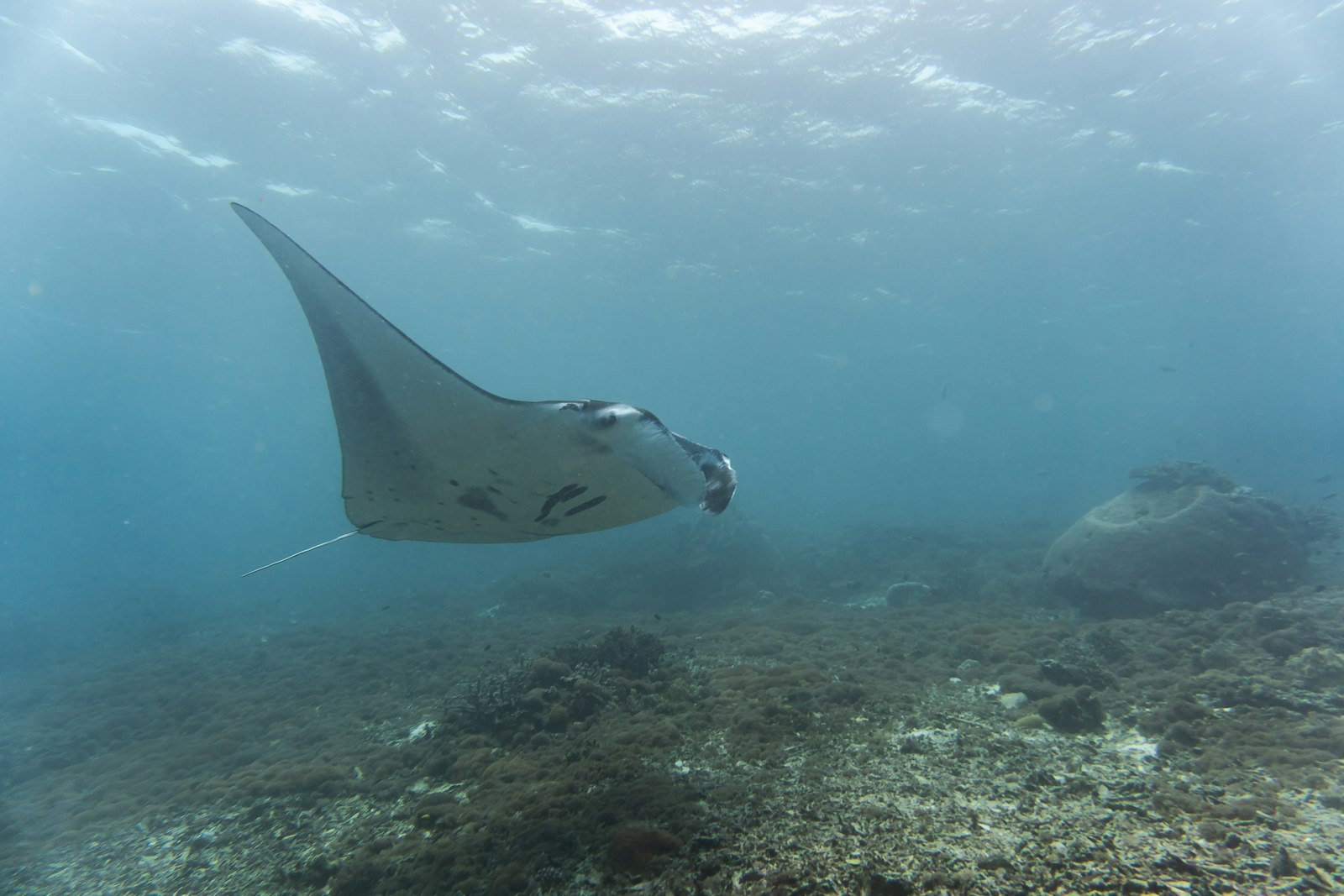Dive & Freediving Wellness